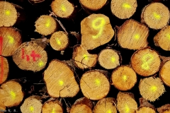 DE_Sch_Schillingsfürst_Strollin_069